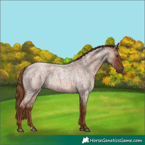 Horse Color:Red Roan