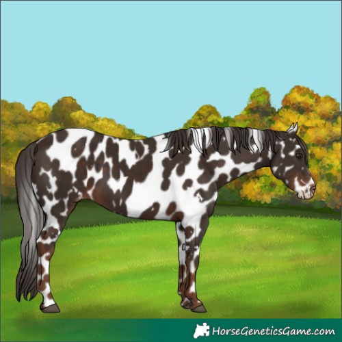 Horse Color:White Spotted Liver Chestnut Appaloosa 