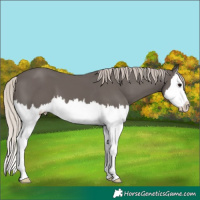 Horse Color:Silver Black Splash 
