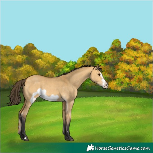Horse Color:Buckskin Dun Frame 