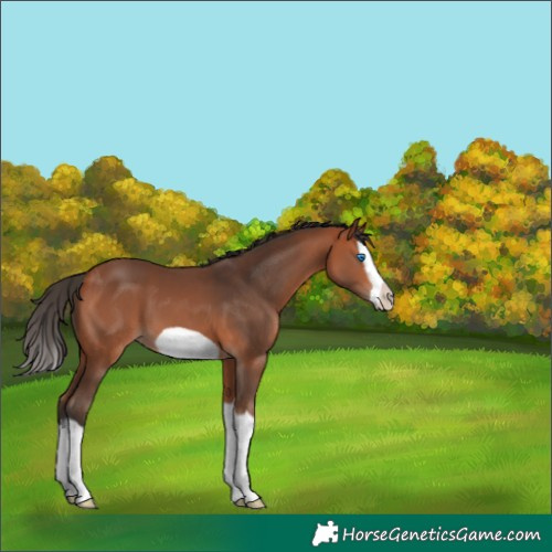 Horse Color:Bay Splash Frame 