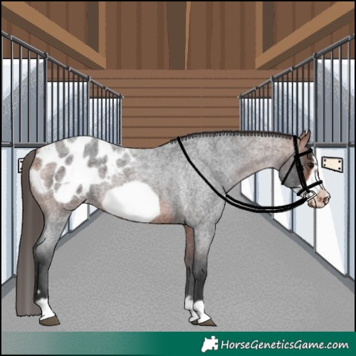 Horse Color:Bay Roan Frame Appaloosa Rabicano 
