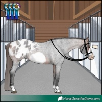 Horse Color:Bay Roan Frame Blanket Rabicano