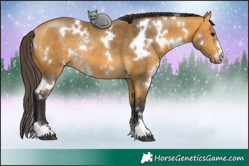 Horse Color:White Spotted Buckskin Rabicano 