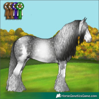 Horse Color:Gray Black Sabino