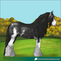 Horse Color:Gray Black Sabino 