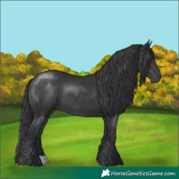 Horse Color:Black 