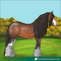 Horse Color:Brown Sabino