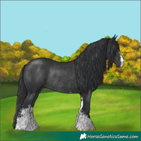 Horse Color:Black Sabino Rabicano 