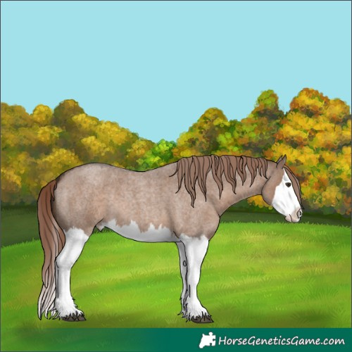 Horse Color:Unknown 