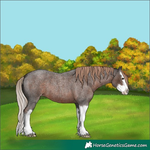 Horse Color:Liver Red Roan Splash Appaloosa 