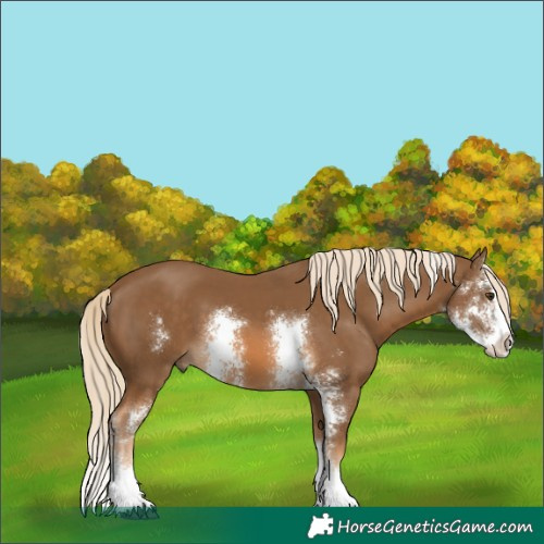 Horse Color:Chocolate Palomino Sabino Splash 