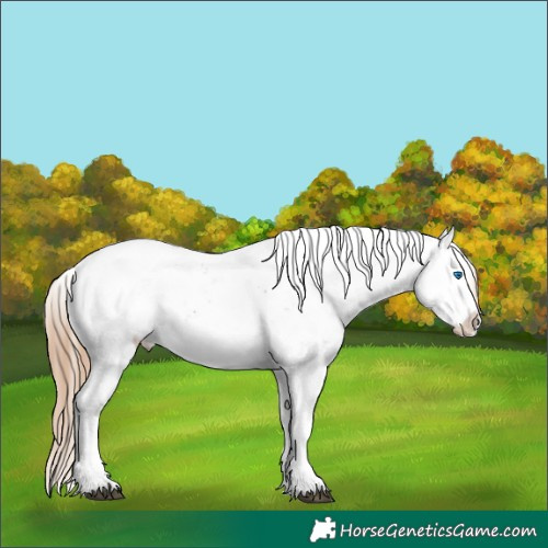 Horse Color:Liver Chestnut Sabino Splash Blanket 