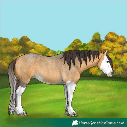 Horse Color:Buckskin Roan Splash 