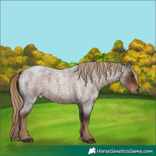 Horse Color:Liver Red Roan 