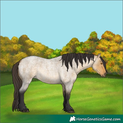 Horse Color:Buckskin Roan Dun 