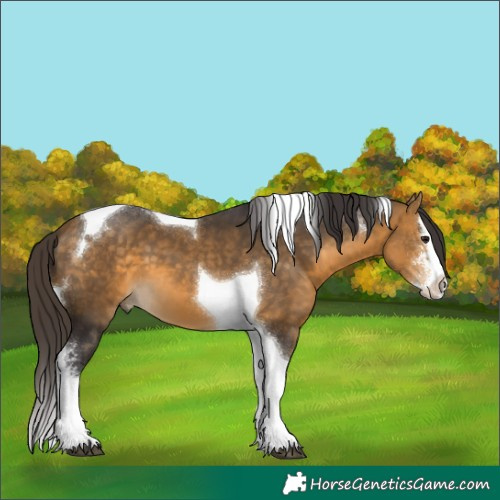 Horse Color:Buckskin Sabino Splash Tobiano 