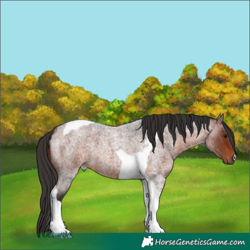 Horse Color:Brown Roan Tobiano 