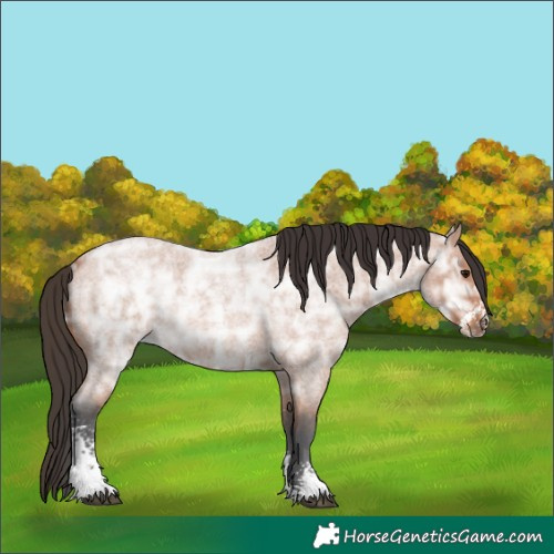 Horse Color:Bay Ice Roan Sabino Rabicano 