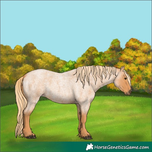 Horse Color:Red Roan Rabicano 