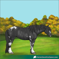 Horse Color:Black Tobiano Rabicano 