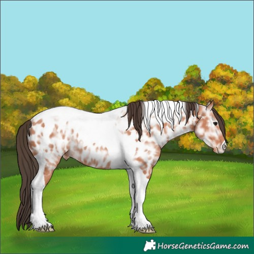Horse Color:Bay Ice Tobiano Near Leopard Rabicano 