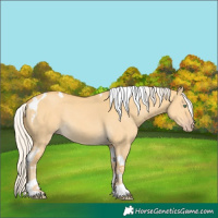 Horse Color:Silver Amber Cream Champagne Dun Tobiano Rabicano 
