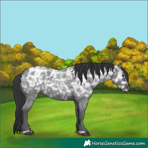 Horse Color:Blue Ice Roan Rabicano 