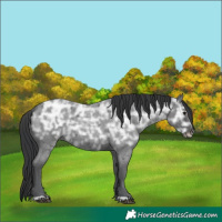 Horse Color:Blue Ice Roan Rabicano 
