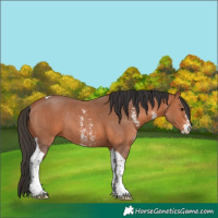 Horse Color:Bay Sabino Tobiano Rabicano