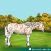Horse Color:Silver Bay Ice Dun Tobiano Rabicano 