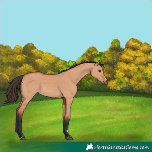 Horse Color:Bay Dun 