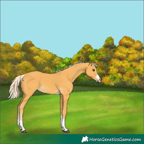 Horse Color:Palomino 