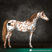 Horse Color:Chestnut Near Leopard 