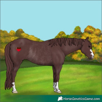 Horse Color:Chocolate Black Rabicano 