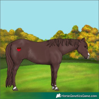 Horse Color:Chocolate Black Rabicano 