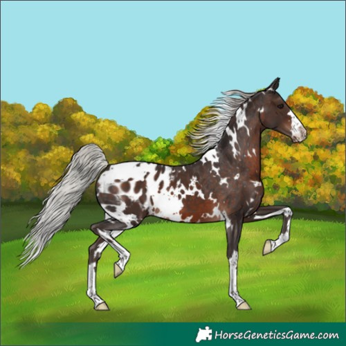 Horse Color:White Spotted Silver Brown Blanket