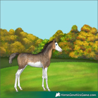Horse Color:Buckskin Splash Appaloosa Rabicano 
