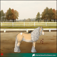 Horse Color:Palomino Appaloosa 