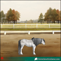 Horse Color:White Spotted Grullo 