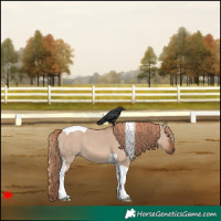 Horse Color:Red Dun Tobiano 