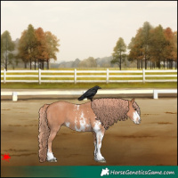 Horse Color:Chestnut Sabino 