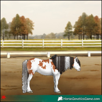 Horse Color:White Spotted Bay Splash 