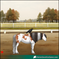 Horse Color:White Spotted Bay Splash 
