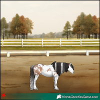 Horse Color:White Spotted Bay Roan Splash 