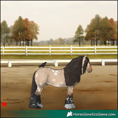 Horse Color:White Spotted Bay Dun 