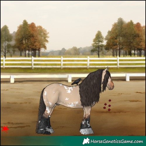 Horse Color:White Spotted Bay Dun 