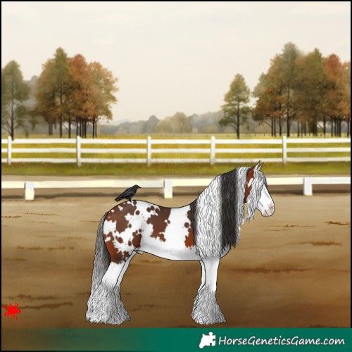 Horse Color:White Spotted Bay Splash 