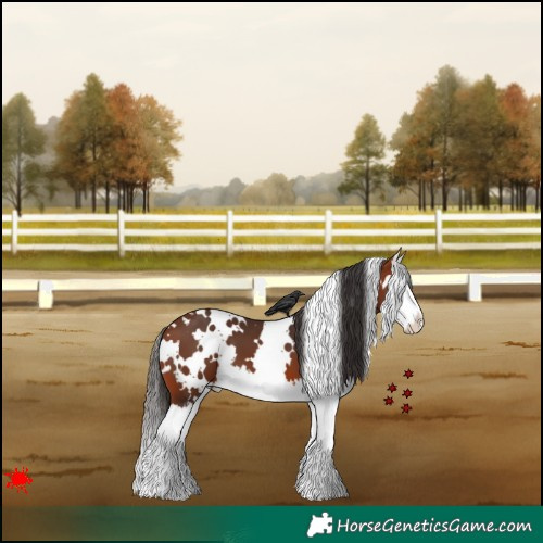 Horse Color:White Spotted Bay Splash 