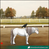 Horse Color:White Spotted Bay Dun Appaloosa 